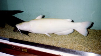 Adult catfish